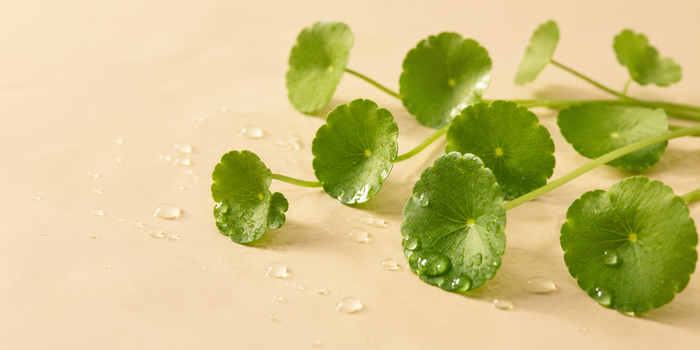 Centella Asiatica